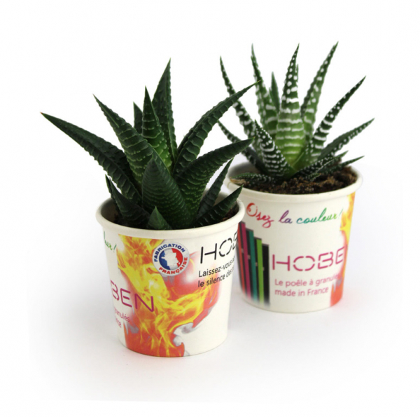 PETIT POT CARTON PLANTE RSE - Home Diffusion